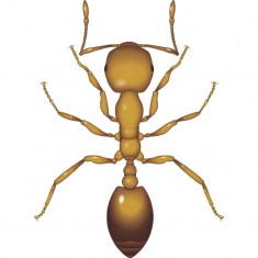 Pharaoh Ant